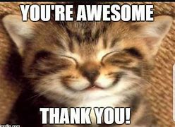 Image result for You're Awesome Cat