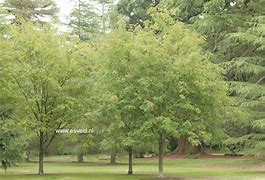 Image result for Sorbus arnoldiana Apricot Queen