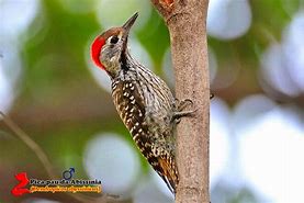 Image result for Dendropicos abyssinicus