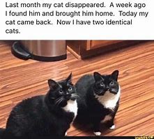 Image result for iFunny Cat