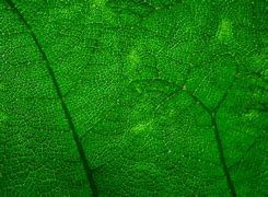 Image result for Dark Green Leaves Texture