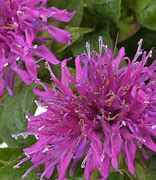 Monarda didyma Balmy Lilac に対する画像結果