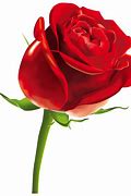 Image result for Red Rose Animation