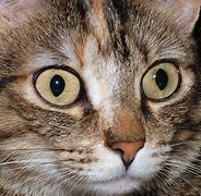 Image result for Prescription Cat Eye Contacts