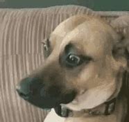 Image result for Awkwardly Staring Dog Meme