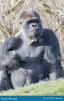Image result for Gorilla Fist