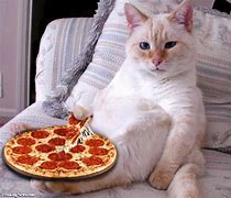 Image result for Fat Cat Eating Payday