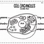 Image result for Cell Diagram Unlabeled