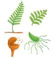 Image result for Sketched Drawing of Fern Life Cycle