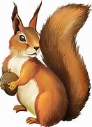 Image result for Squirrel No Background