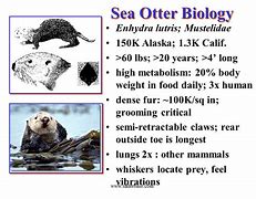 Image result for Sea Otter Anatomy