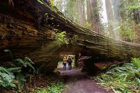 Image result for Coast Redwood Forest Oregon