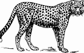 Image result for Cheetah Mug
