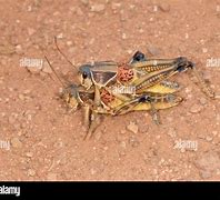Image result for Plains Lubber Grasshopper