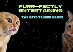 Image result for Two Cats Meme