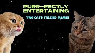 Image result for Talking Cat Meme