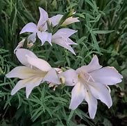 Gladiolus colvillei Albus に対する画像結果