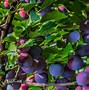 Image result for 5 in 1 Dwarf Fruit Trees for Sale