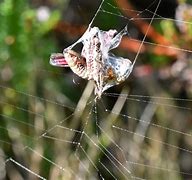 Image result for Grasshopper Spider