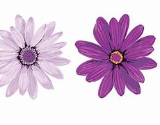 Image result for Purple Floral Vector