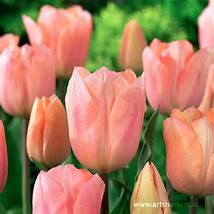 Image result for Tulipa Apricot Beauty