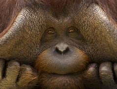 Image result for Surprised Monkey Meme