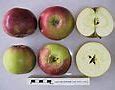 Image result for Sir Isaac Newton Apple
