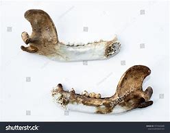 Image result for Bobcat Jawbone