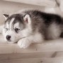 Image result for 8 Cute Dogs That Look Like