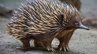 Image result for Echidna Spikes