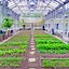 Image result for Food Grown in Greenhouses