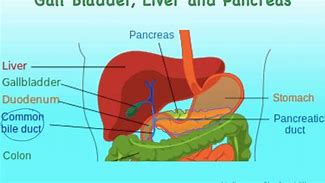 Image result for Liver Pancreas Gallbladder