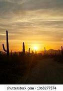 Image result for Cactus Sunset Silhouette