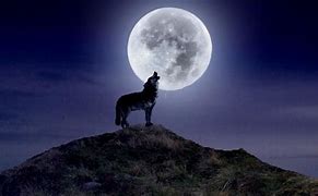 Image result for Lone Wolf Under the Moon
