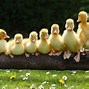 Image result for Baby Duck Face