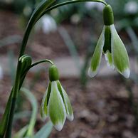 Galanthus Wifi Orbiter എന്നതിനുള്ള ഇമേജ് ഫലം