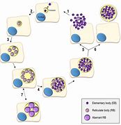 Image result for Chlamydia Molecular Structure