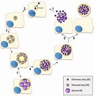 Image result for Gram-negative Chlamydia