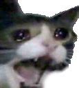 Image result for Crying Cat Meme Phone