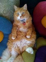 Image result for Couch Potato Cat