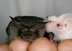 Image result for Giant Albino Bat
