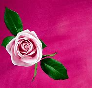 Image result for Cool Pink Rose Wallpaper
