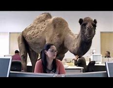 Image result for Happy Hump Day Camel Funny