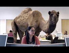 Image result for Hump Day Camel Memes