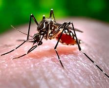 Image result for Mosquitos