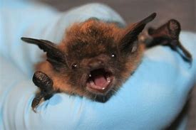 Image result for Indiana Bat Cute