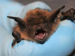 Image result for Indiana Brown Bat