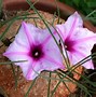 Image result for Ipomoea Bolusiana