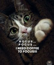 Image result for Animal Funny Coffee Quotes