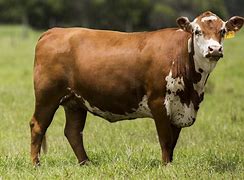 Image result for American Cattle